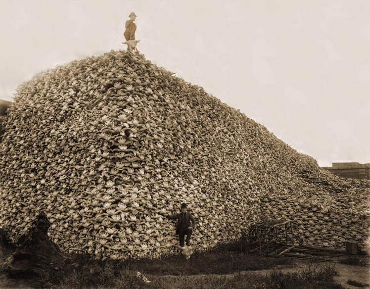 Bison+skulls+pile+to+be+used+for+fertilizer+,+1870