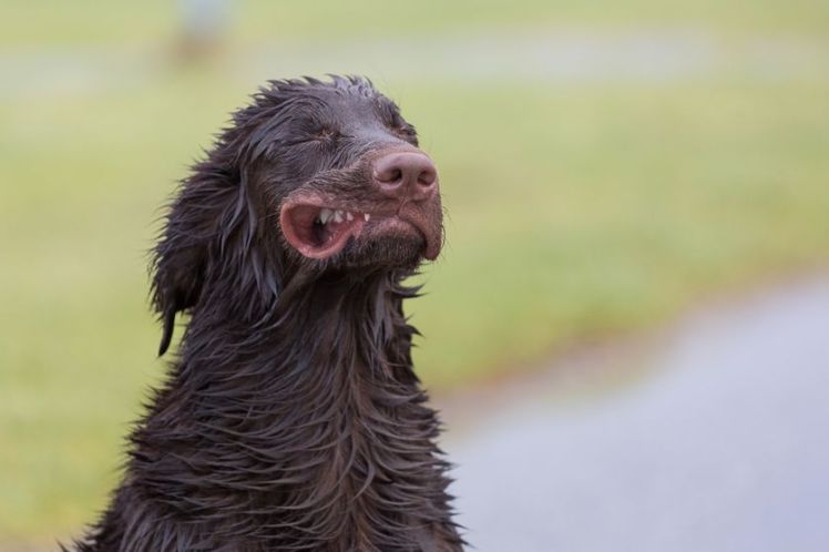 02-windydog-philstev.jpg.838x0_q80