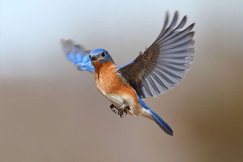 bluebird-in-flight